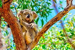 Koalabjørn på Magnetic Island i Townsville